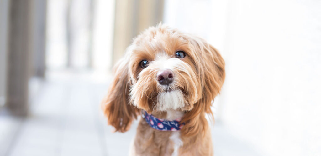 Collingwood Apartment Homes are pet friendly