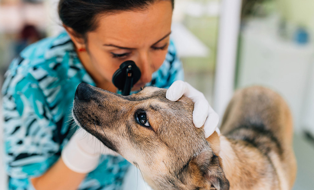 Vet care for your dog