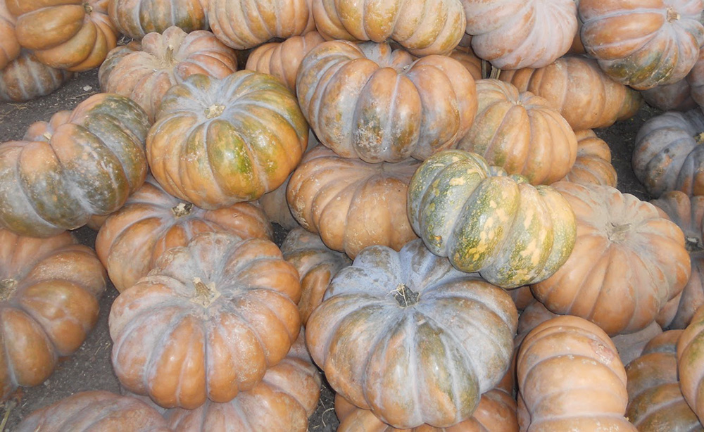 Fairytale pumpkins
