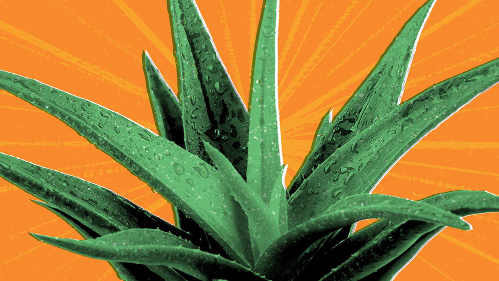 Healing Power of Plants - Aloe Vera