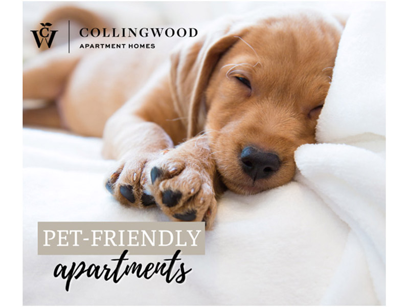 Pet Friendly apartments - Collingwood
