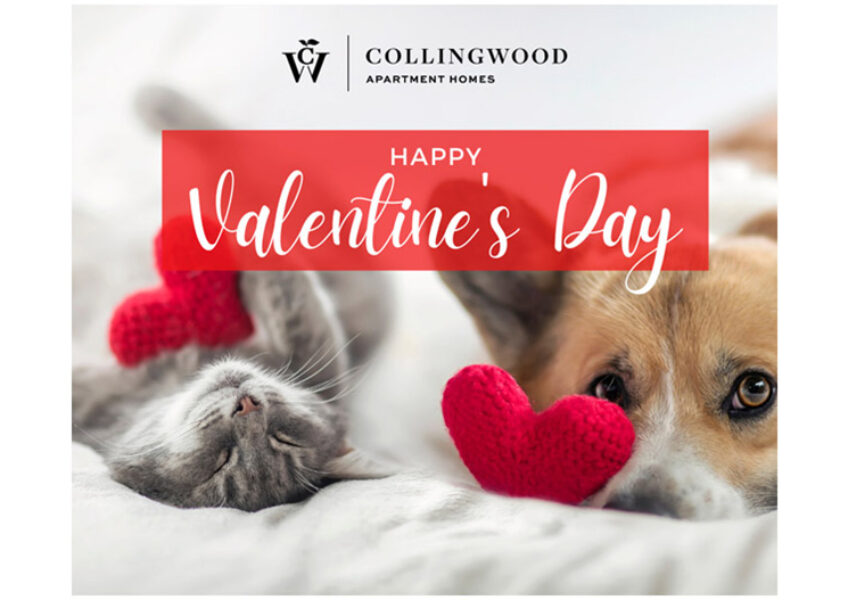 valentines-day-collingwood