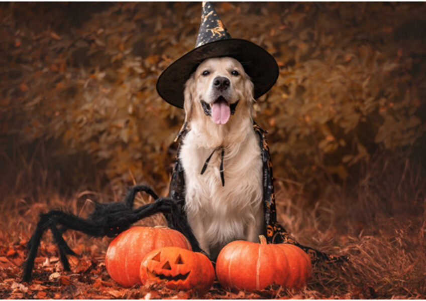 halloween-puppy
